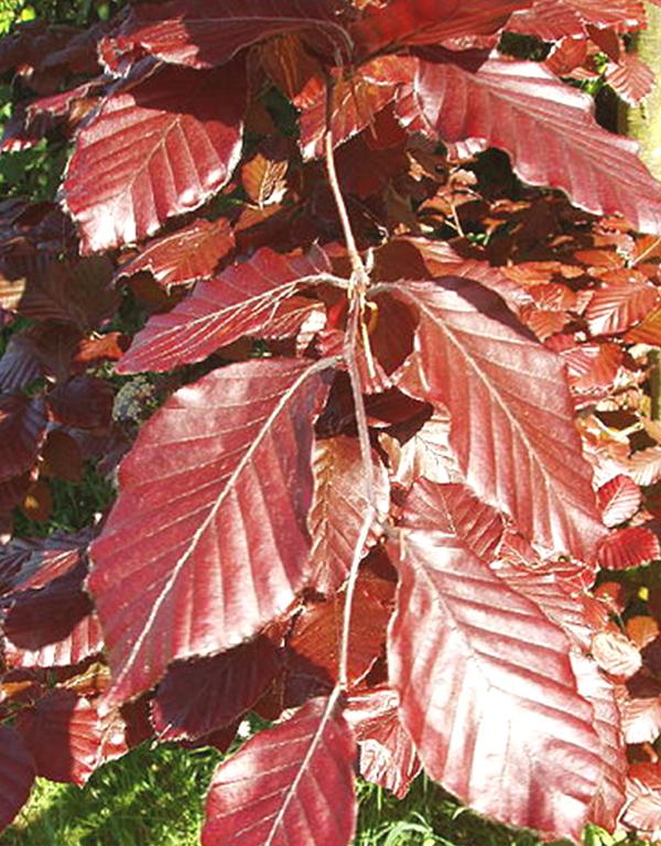 Fagus Sylvatica Atropunicea (Copper Beech) [60-90cm]