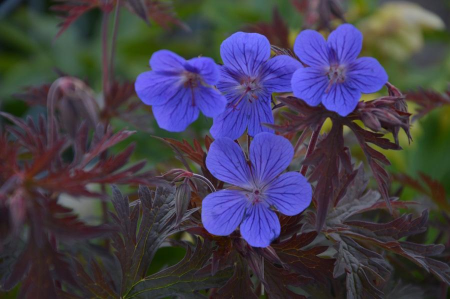 Geranium ‘Kaya’ - Cranesbill - 2 Lt pot