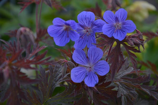 Geranium ‘Kaya’ - Cranesbill - 2 Lt pot