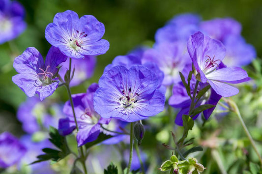 Geranium Rozanne (2 Litre Pot )