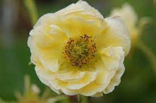 Geum Cocktail Gimlet 3Lt pot