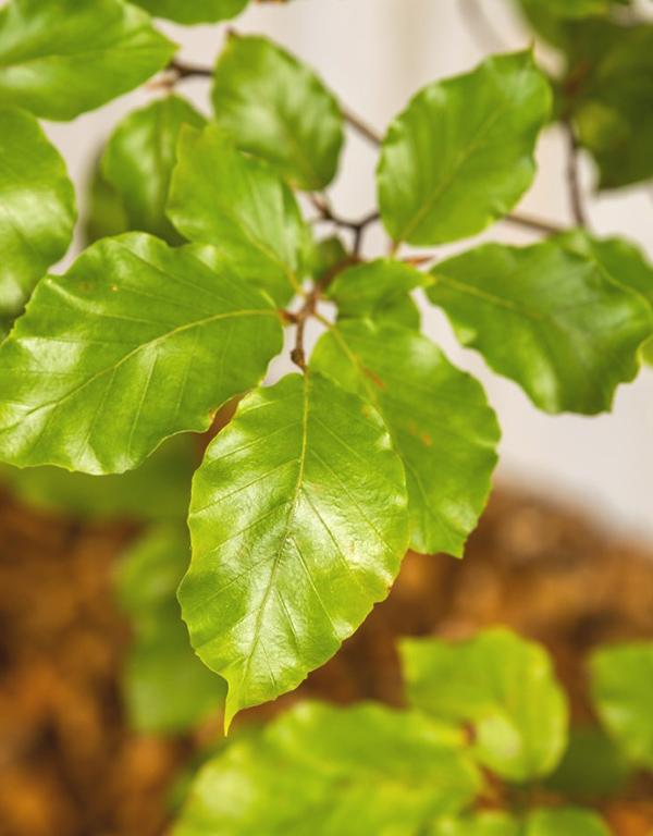 Fagus Sylvatica (Green Beech) [60-90cm] 25 per bundle