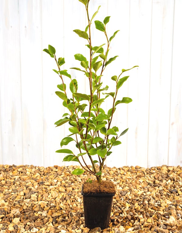 Griselinia Littoralis [2L] [40-60cm]