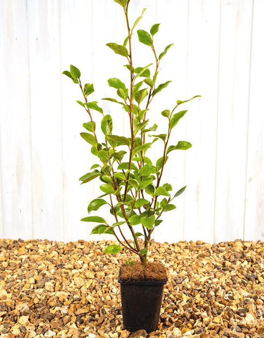 Griselinia Littoralis [2L] [40-60cm]