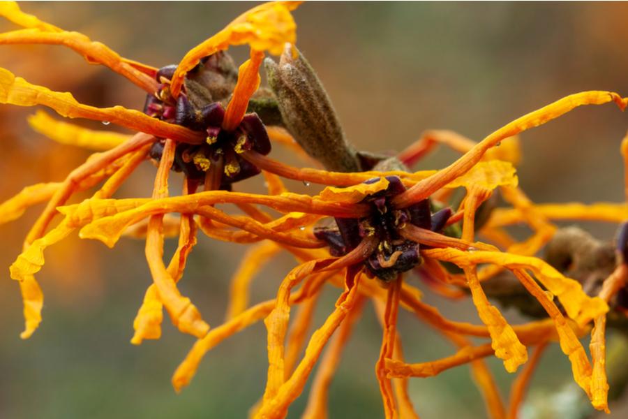Hamamelis Aphrodite (Witch Hazel) 5lt pot Height 60cm