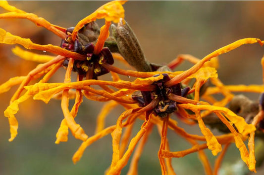 Hamamelis Aphrodite (Witch Hazel) 5lt pot Height 60cm