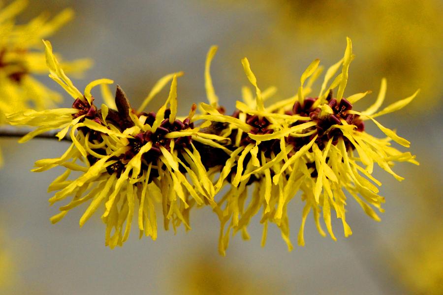 Hamamelis Pallida (Witch Hazel) 5lt pot Height 60cm