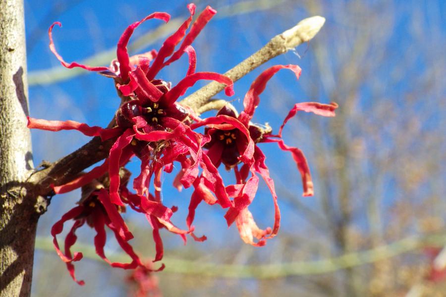 Hamamelis Rubin (Witch Hazel) 5lt pot Height 60cm