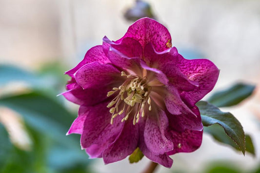Helleborus Orientalis Double Ellen Red (Hellebore) 14cm pot