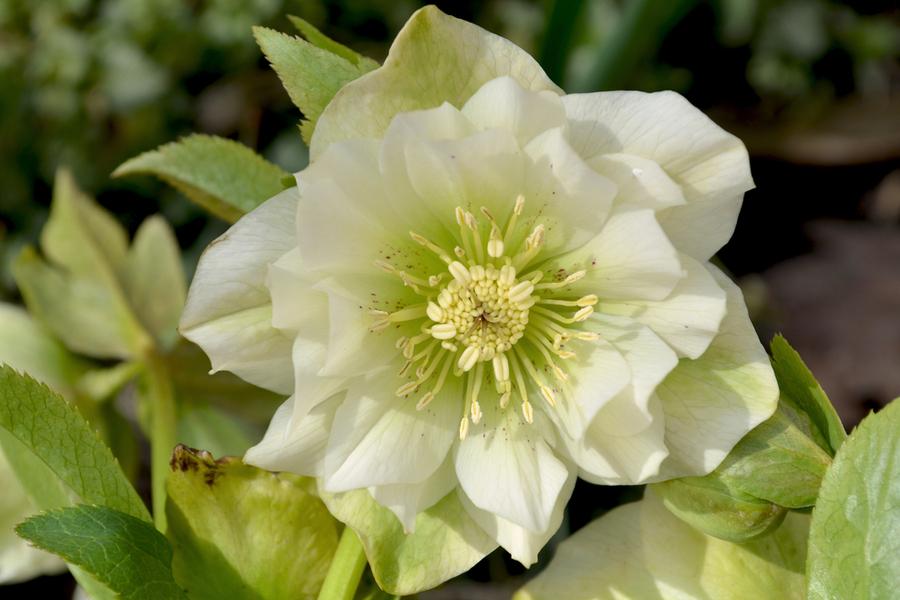 Helleborus Orientalis Double Ellen White (Hellebore) 14cm pot