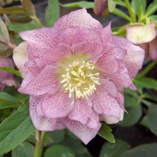 Helleborus Orientalis Double Ellen Pink (Hellebore) 14cm pot