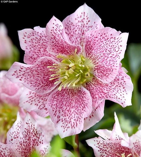 Helleborus Orientalis Hello Amber (Hellebore) 14cm pot