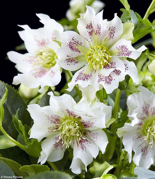 Helleborus Orientalis Hello Pearl (Hellebore) 14cm pot