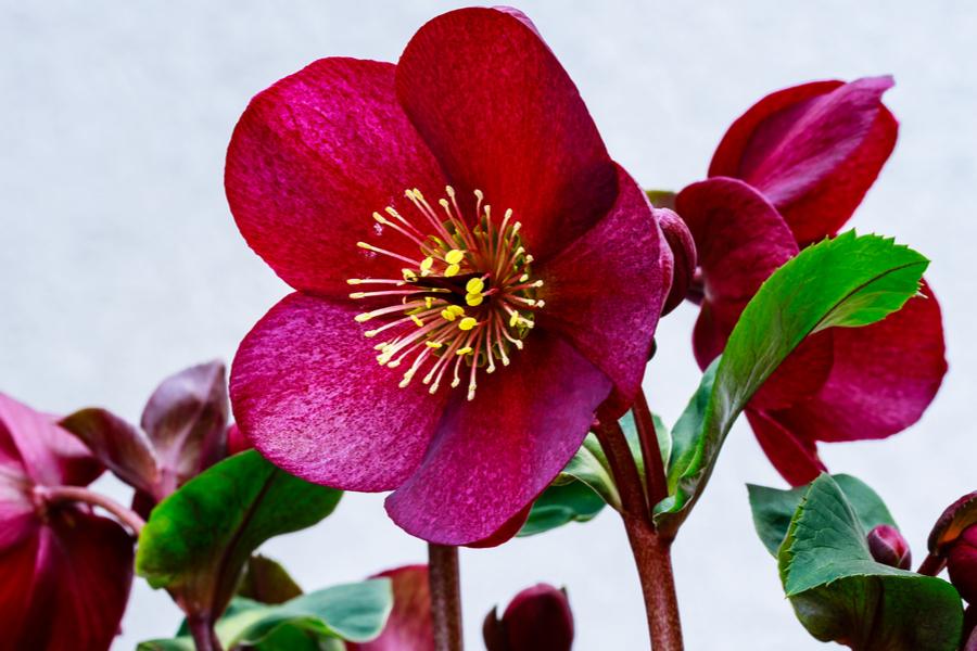 Helleborus Orientalis Hello Red (Hellebore) 14cm pot