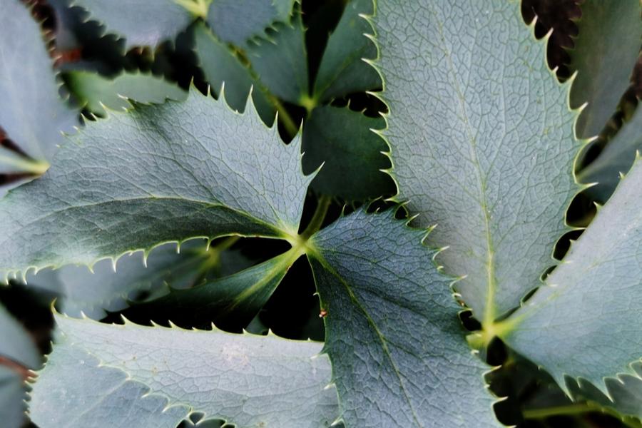 Helleborus Lividus Sliver Lace (Hellebore) 14cm pot