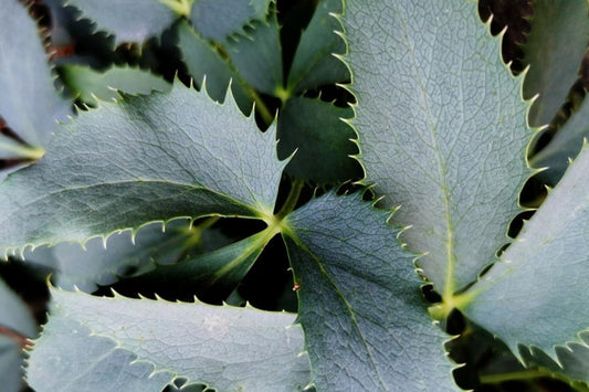 Helleborus Lividus Sliver Lace (Hellebore) 14cm pot