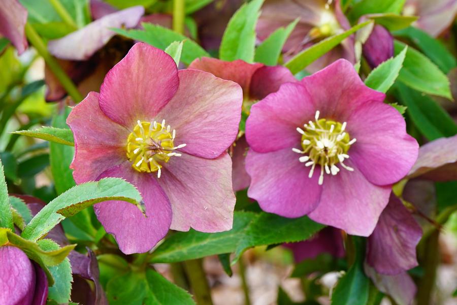 Helleborus Orientalis Mix (Hellebore) 14cm pot