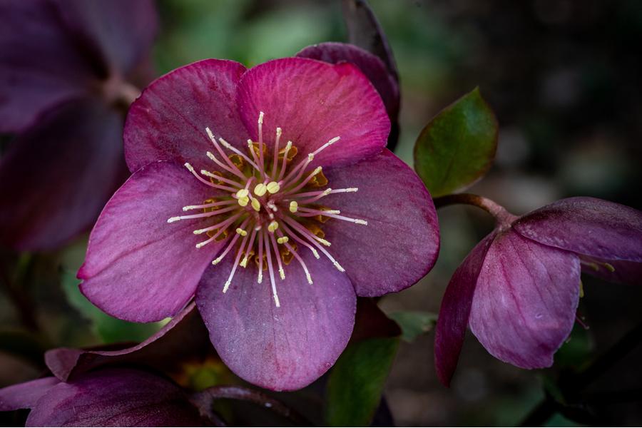 Helleborus Orientalis Mix (Hellebore) 14cm pot