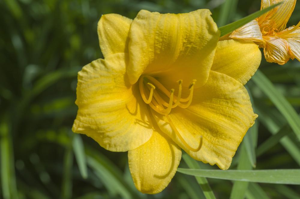 Hemerocallis Stella D’oro  'Day Lily' (3 litre Pot)