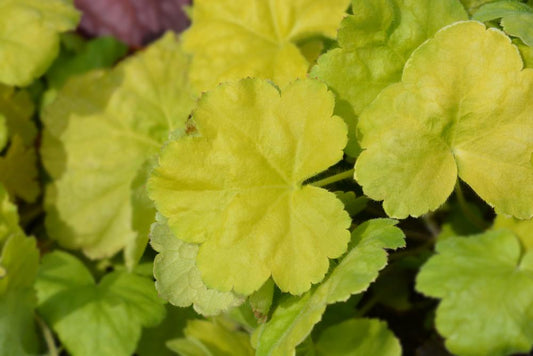 Heuchera Lime Marmalade 'Coral Bells'   ( 1.5 Litre Pot )