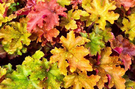 Heuchera Marmalade 'Coral Bells'   ( 1.5 Litre Pot )