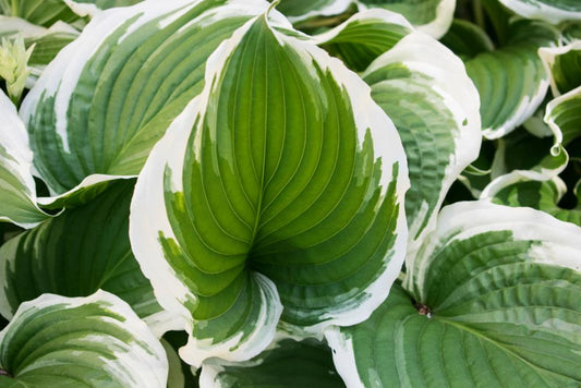 Hosta Patriot  (3 Litre Pot)