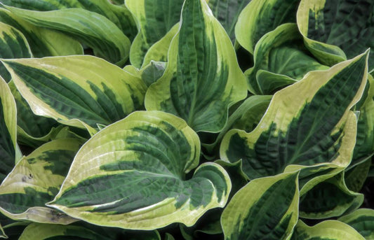 Hosta Wide Brim  (3 Litre Pot)