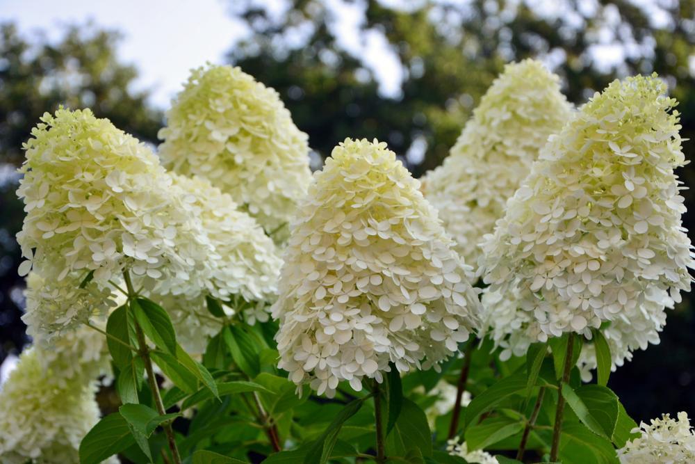 Hydrangea Paniculata Limelight  (5 Litre Pot)