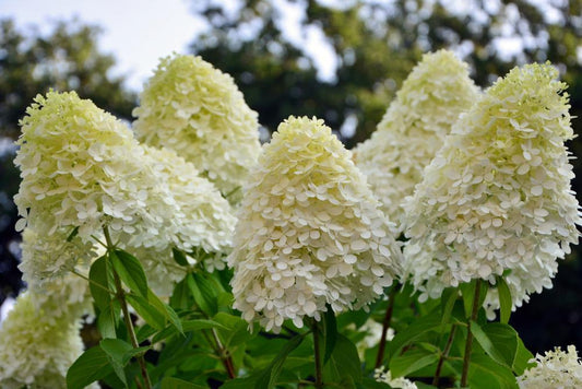 Hydrangea Paniculata Limelight  (25 Litre Pot)