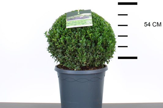 Buxus Sempervirens Balls 10 litre 35cm (Boxwood)