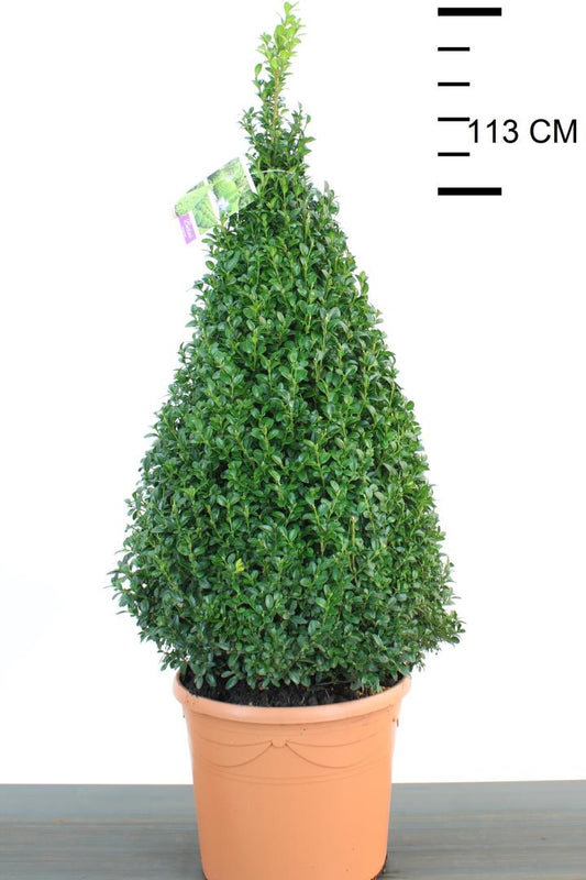Buxus Sempervirens Pyramid 7.5 litre 50-60cm (Boxwood)