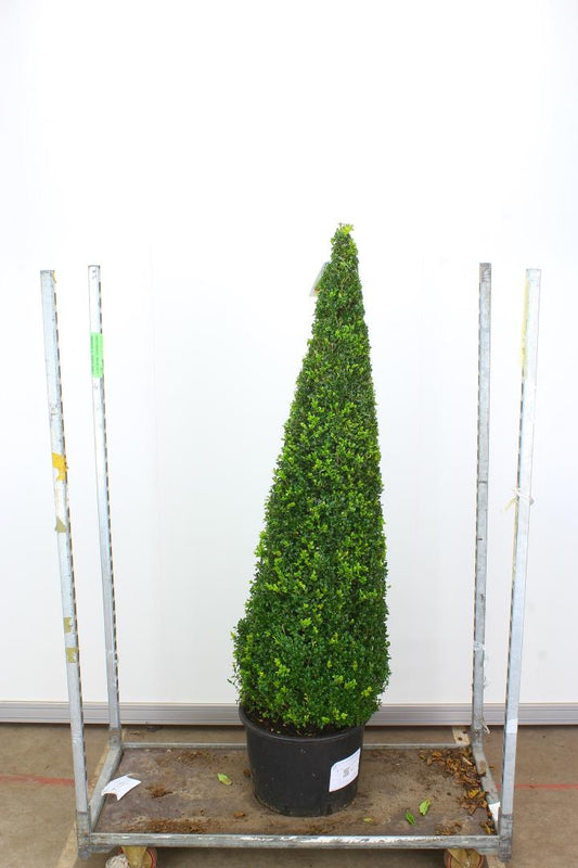 Buxus Sempervirens Pyramid 40 litre 165-175cm (Boxwood)