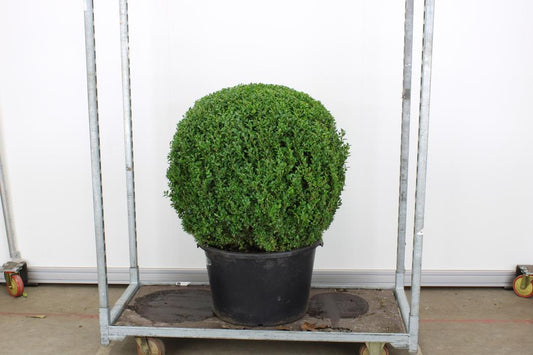 Buxus Sempervirens Balls 65 litre 80-90cm (Boxwood)