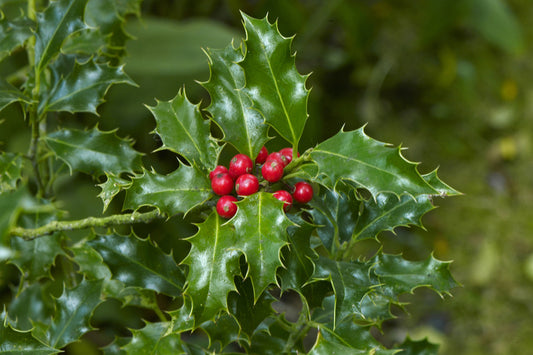 Ilex Aquifolium Alaska 25 litre 100-125cm