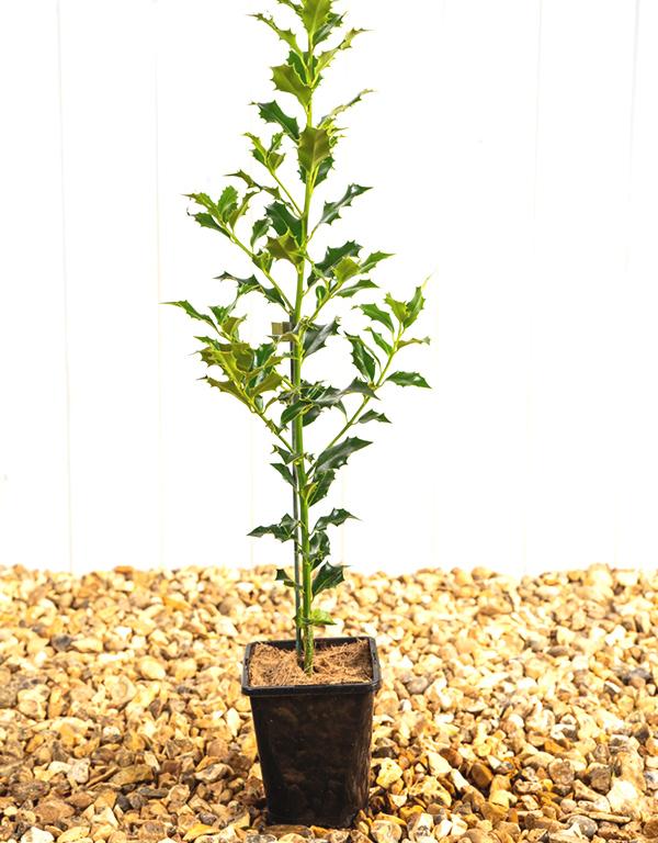 Ilex Aquifolium (Green Holly) 9cm Pots Ht. 20-30cm