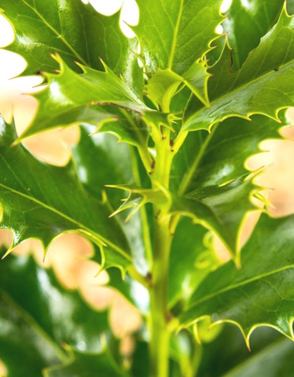 Ilex Aquifolium (Green Holly) 9cm Pots Ht. 20-30cm