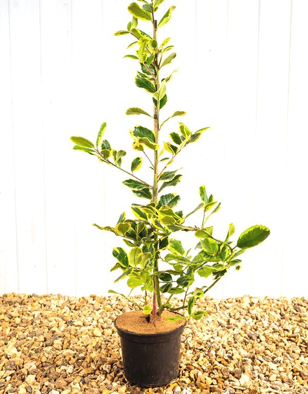 Ilex Golden King [3L] [100-125cm]
