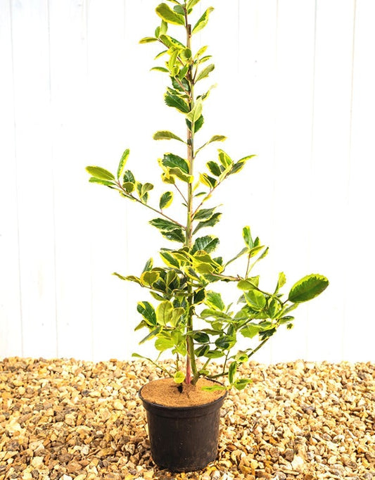 Ilex Golden King [3L] [100-125cm]