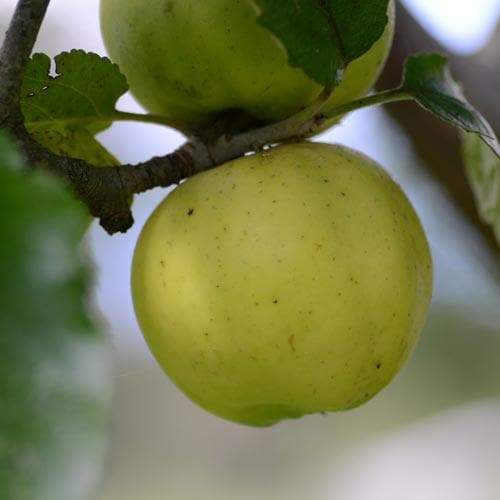 Apple Kemp - 1yr old Maiden Available from 2nd week December