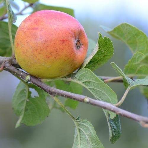 Apple Kerry Pippen - 1yr old Maiden Available from 2nd week December