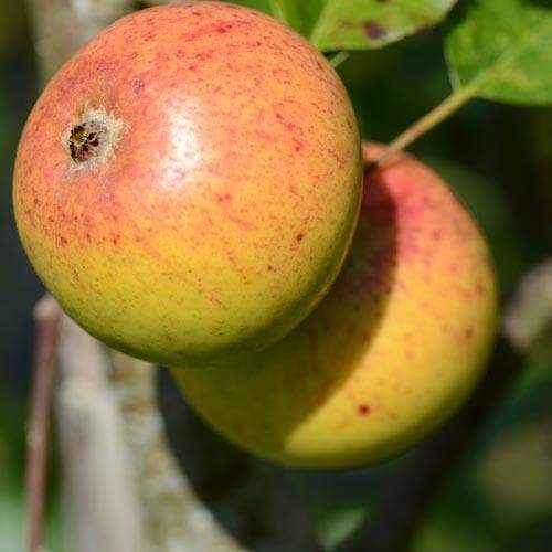 Apple Kilkenny Permain - 1yr old Maiden Available from 2nd week December