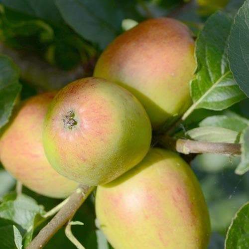 Apple Lady Fingers of Offaly - 1yr old Maiden Available from 2nd week December