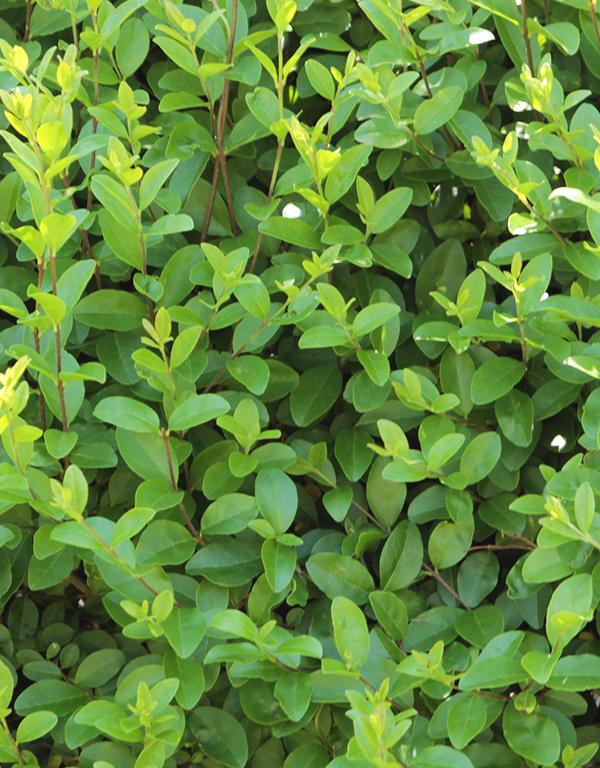 Ligustrum Ovalifolium (Green Privet) [40-60cm] 25 per bundle