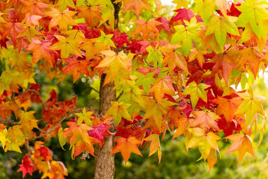 Liquidamber Worplesdon - Sweet Gum Tree 25 litre 200-225cm