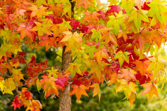 Liquidamber Worplesdon - Sweet Gum Tree 25 litre 200-225cm