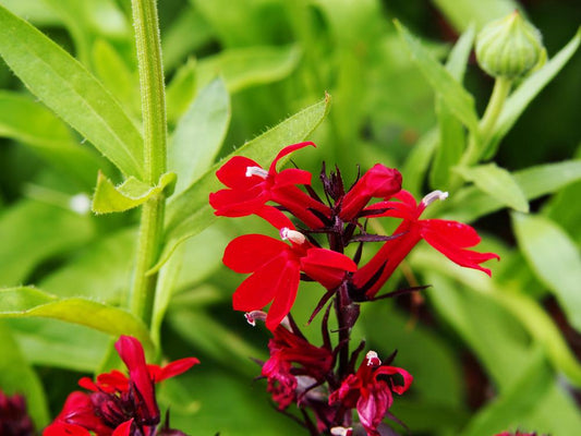 Lobelia Queen Victoria  'Cardinal Flower'  (2 Litre Pot)