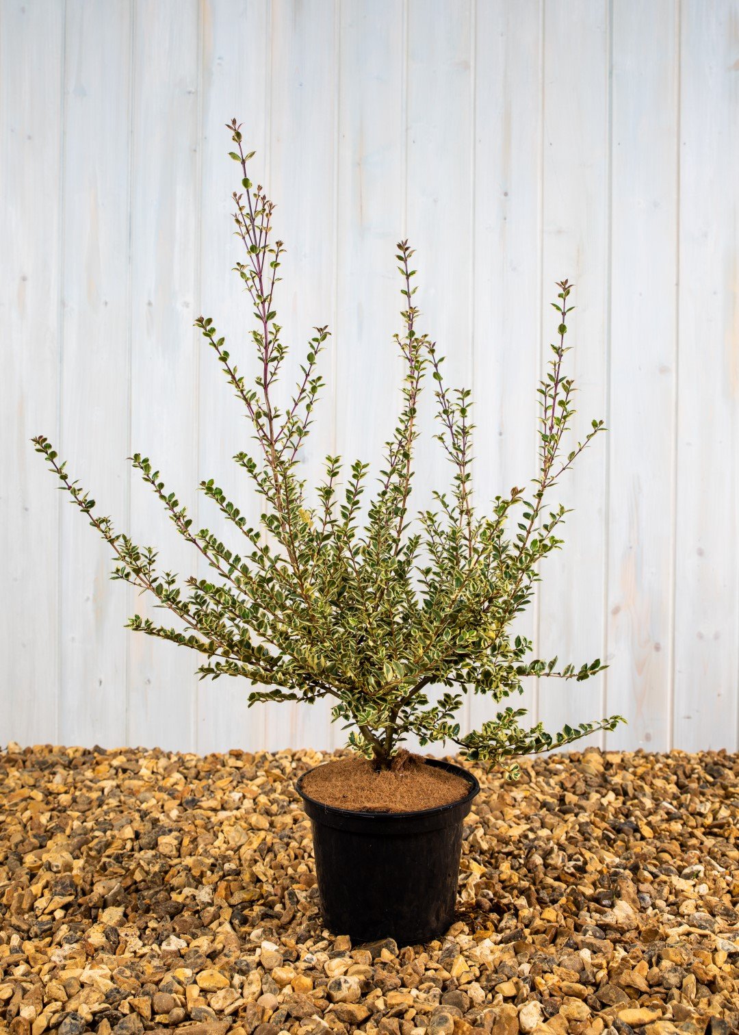 Luma Glangleam Gold (3 Litre Pot)