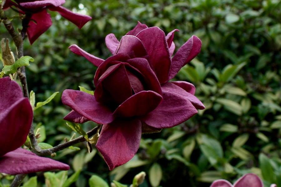 Magnolia Genie 5lt pot Height 50-60cm
