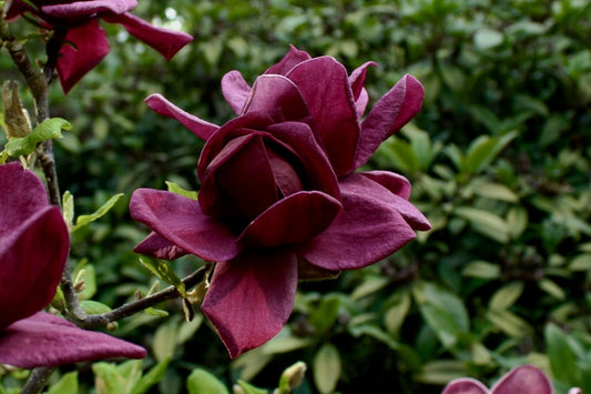 Magnolia Genie 5lt pot Height 50-60cm