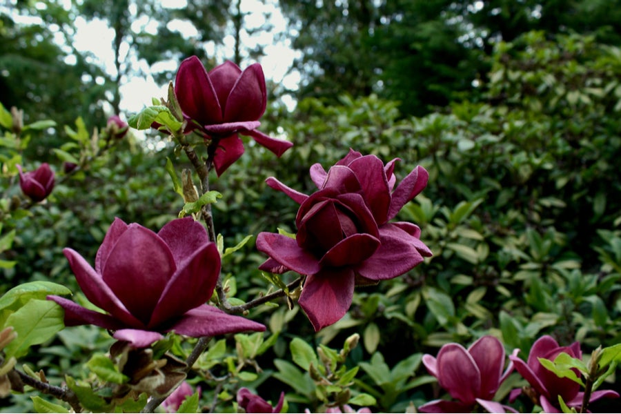 Magnolia Genie 5lt pot Height 50-60cm